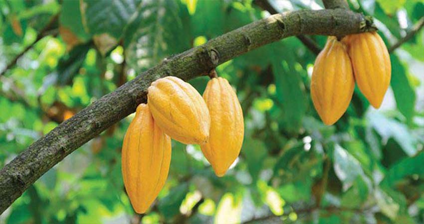Here are Some Countries With Biggest Cocoa Industry in Africa