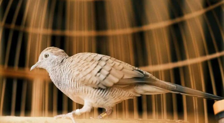 Daftar Gacor XL: Tips Agar Suara Burung Kicau Semakin Berkualitas