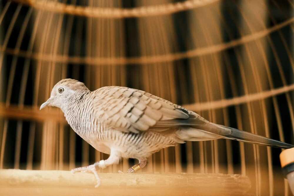 Daftar Gacor XL: Tips Agar Suara Burung Kicau Semakin Berkualitas