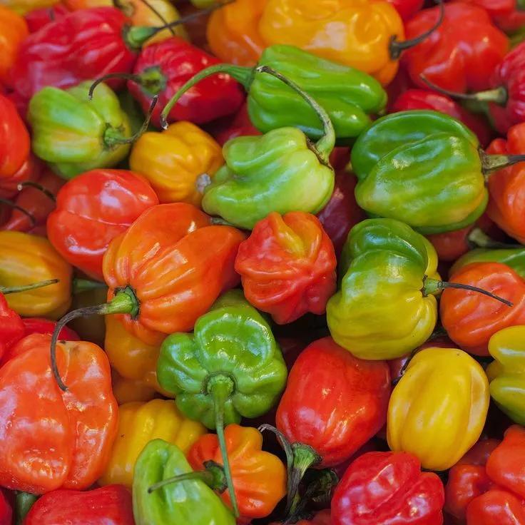 Daftar Habanero Populer: Pilihan Terbaik untuk Penggemar Cabai Pedas