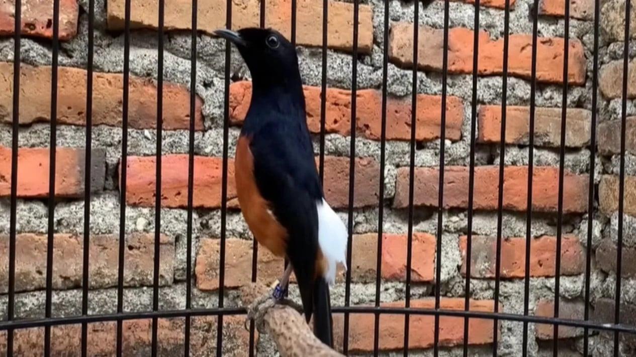 10 Daftar Gacor Terbaik untuk Merawat Burung Kesayangan Anda